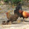 Chicken family @ Bats Rock Barbados