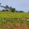 Sugercane workers in the field @ Barbados