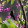 Hummingbird @ Barbados